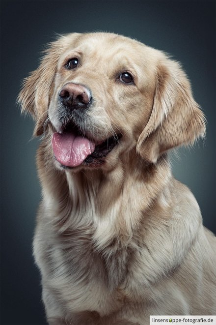 Retrato de mascota