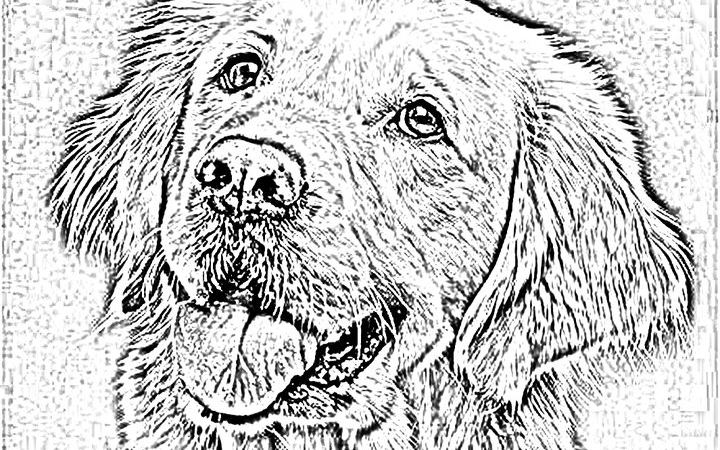 Inksetup Trace de una mascota
